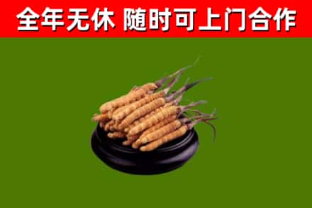 英吉沙县回收冬虫夏草